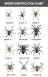 spiders.webp