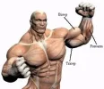 muscle.webp