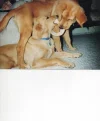 Lucky & Cody.webp