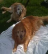 Cody & Lucky.webp