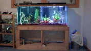 Fish Tank.webp