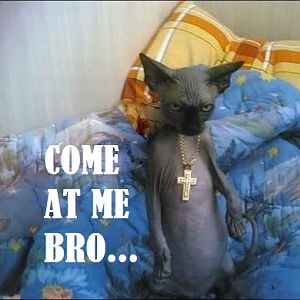 Come_At_Me_Bro_Bling_Cat
