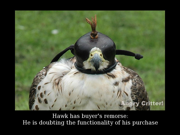 Helmet-Hawk-purchase.jpg