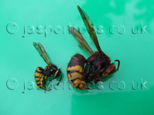 hornet-wasp-comparison.jpg